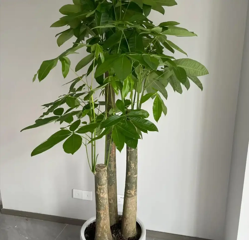 能夠「吸財」的5種花,個個漂亮又多姿,看看你家裡面養了沒
