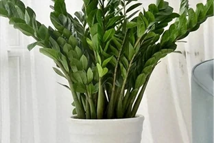 能夠「吸財」的5種花，個個漂亮又多姿，看看你家裡面養了沒