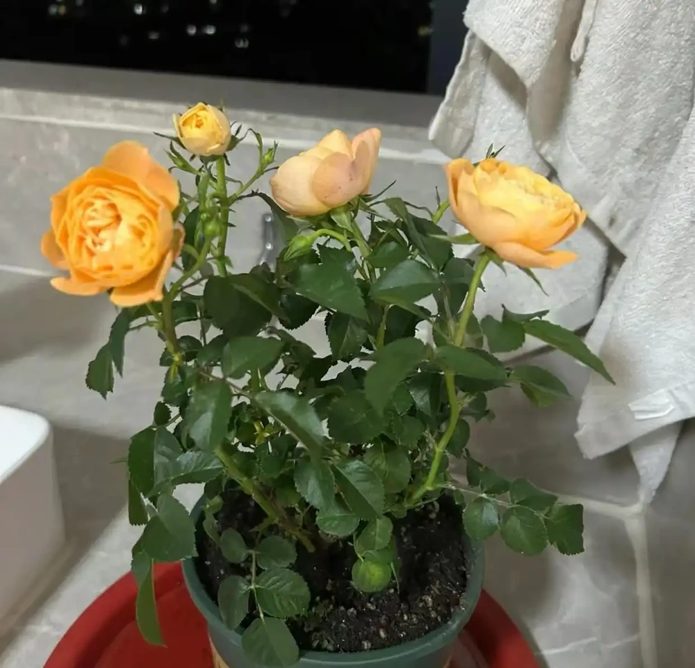 玫瑰花苞沒開放就枯萎了?主要是4個原因,對症解決