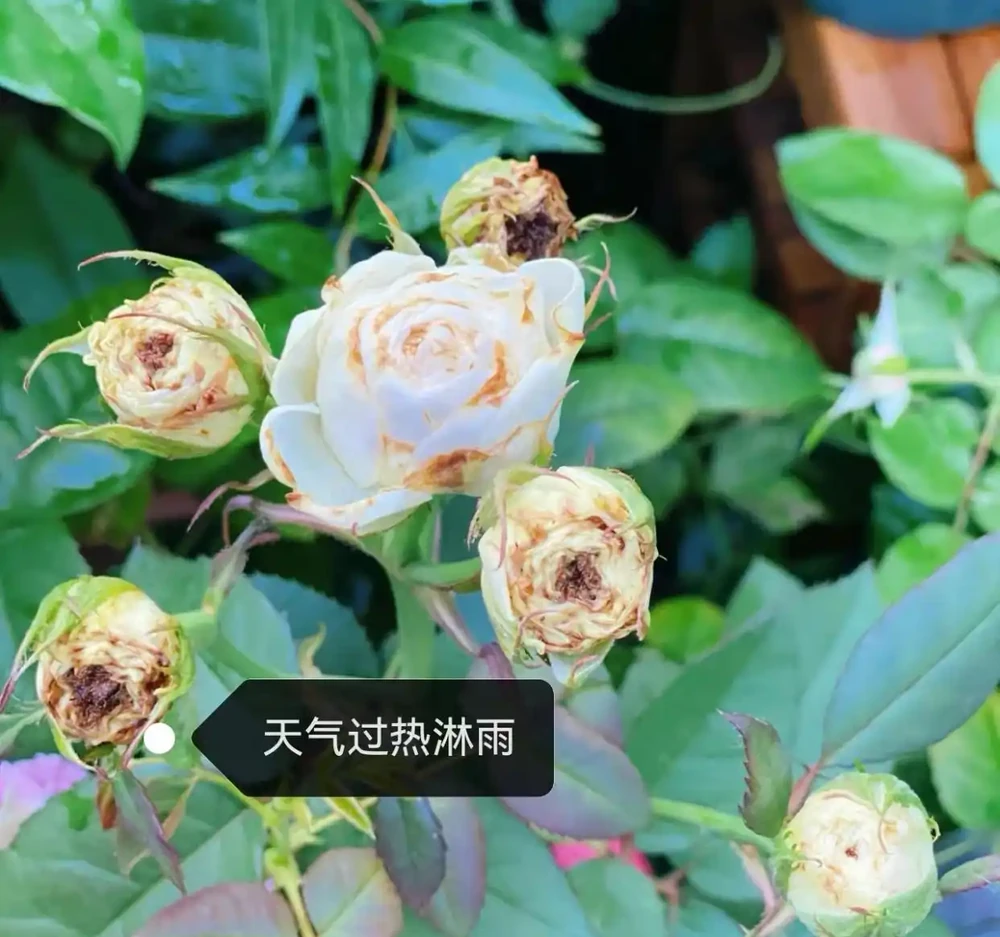 玫瑰花苞沒開放就枯萎了?主要是4個原因,對症解決