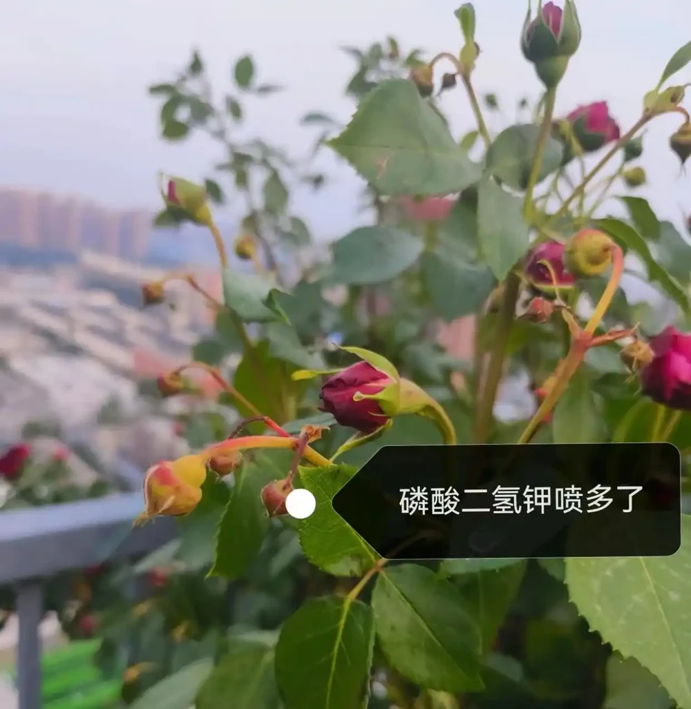 玫瑰花苞沒開放就枯萎了?主要是4個原因,對症解決