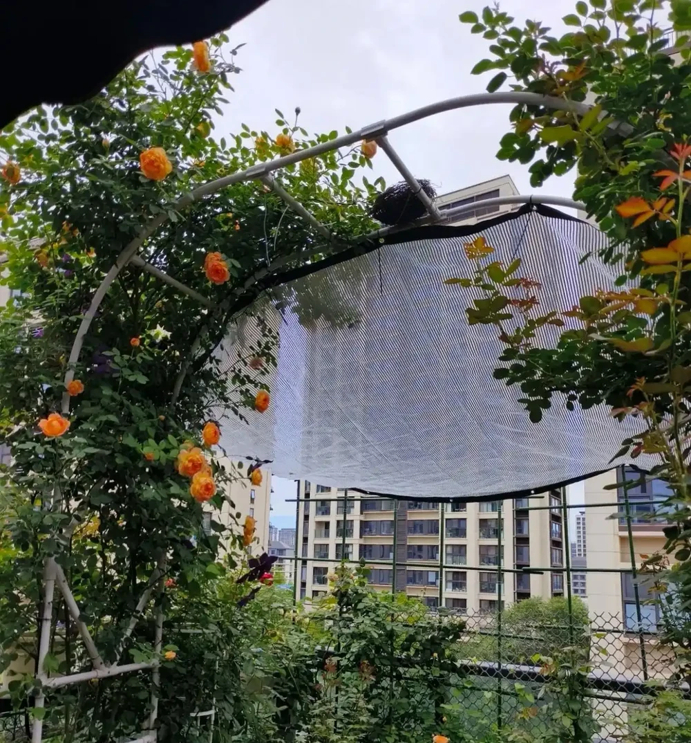 玫瑰花苞沒開放就枯萎了?主要是4個原因,對症解決