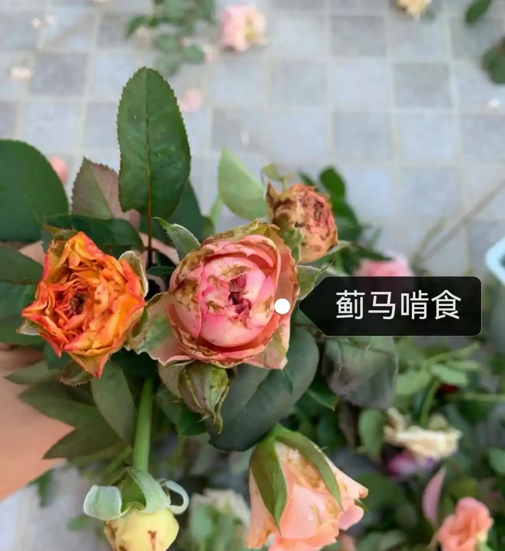 玫瑰花苞沒開放就枯萎了?主要是4個原因,對症解決
