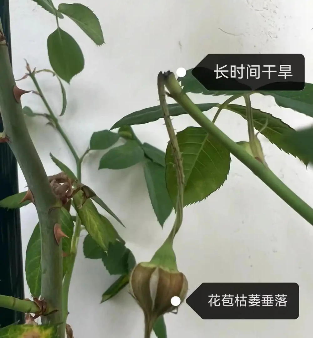 玫瑰花苞沒開放就枯萎了?主要是4個原因,對症解決