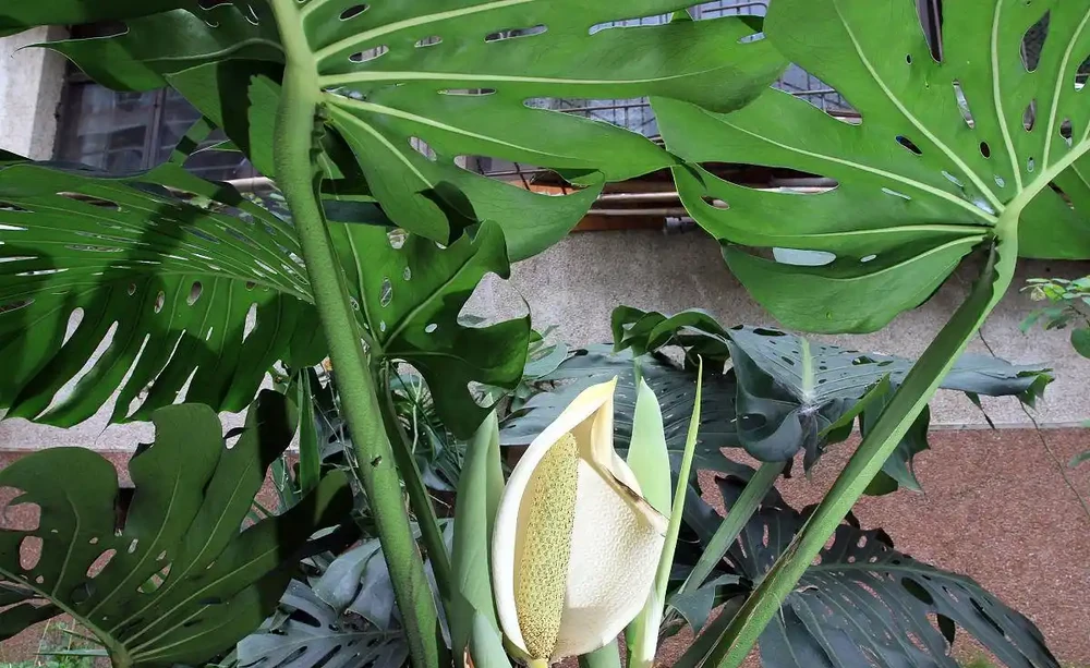 輕鬆上手!龜背芋種植全攻略,打造綠色健康家居