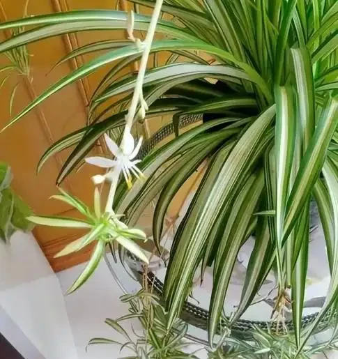 家中擺放這五種植物，財運亨通，幸福滿溢！