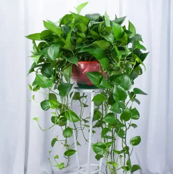 家中擺放這五種植物，財運亨通，幸福滿溢！