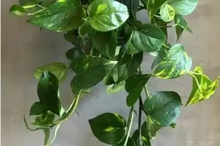 家中擺放這五種植物，財運亨通，幸福滿溢！
