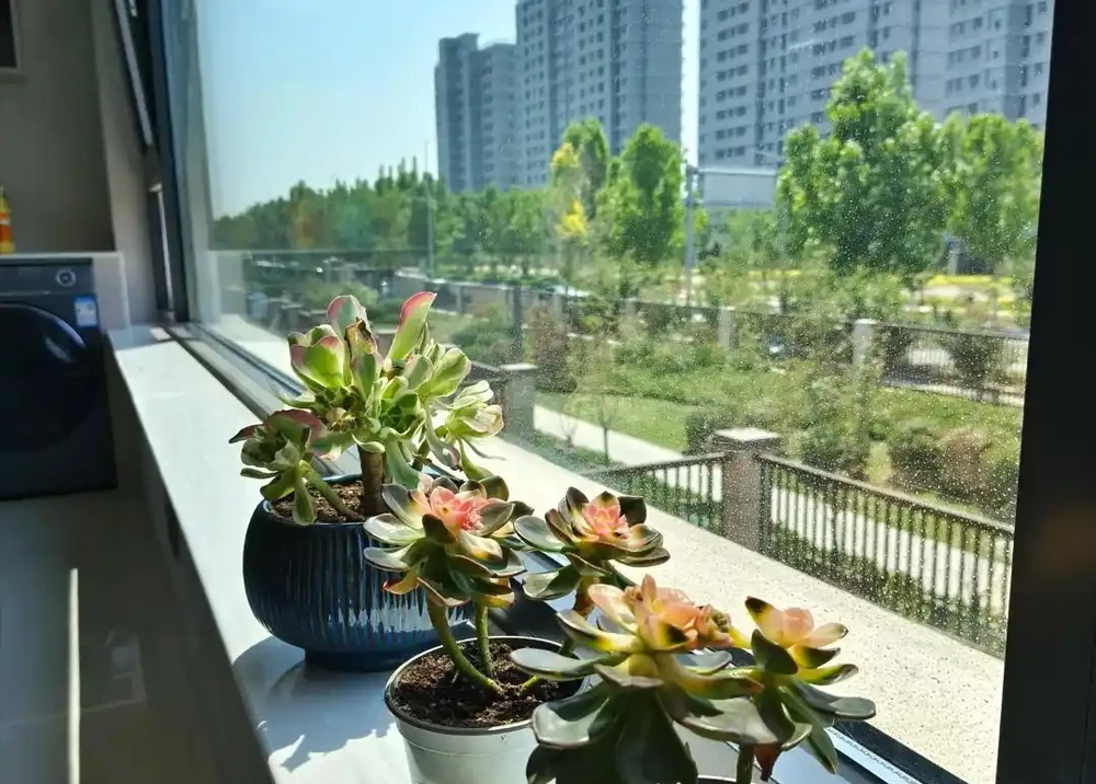 不管房子有多大，5個地方都不要養花，否則「花旺人不旺」