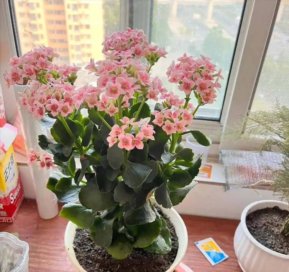只能澆水,不能淋雨、噴水的5種花,再熱、再旱都要管住手