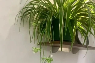 只能澆水，不能淋雨、噴水的5種花，再熱、再旱都要管住手