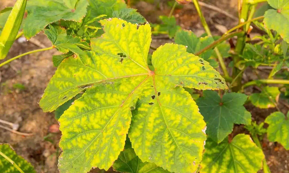 葉片發黃應該施什麼肥