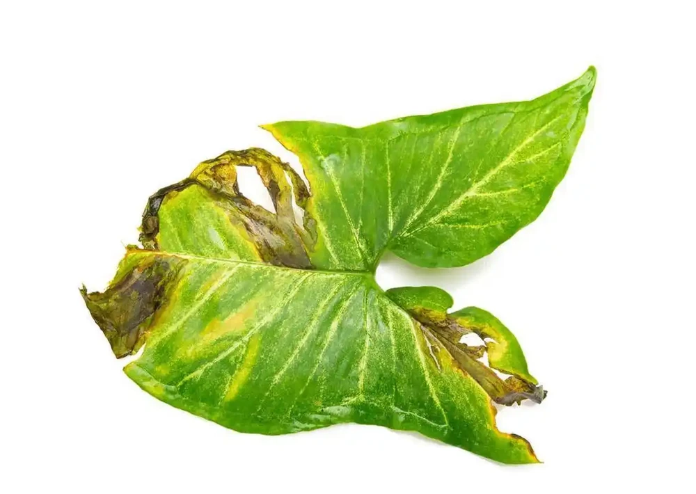 葉片發黃應該施什麼肥