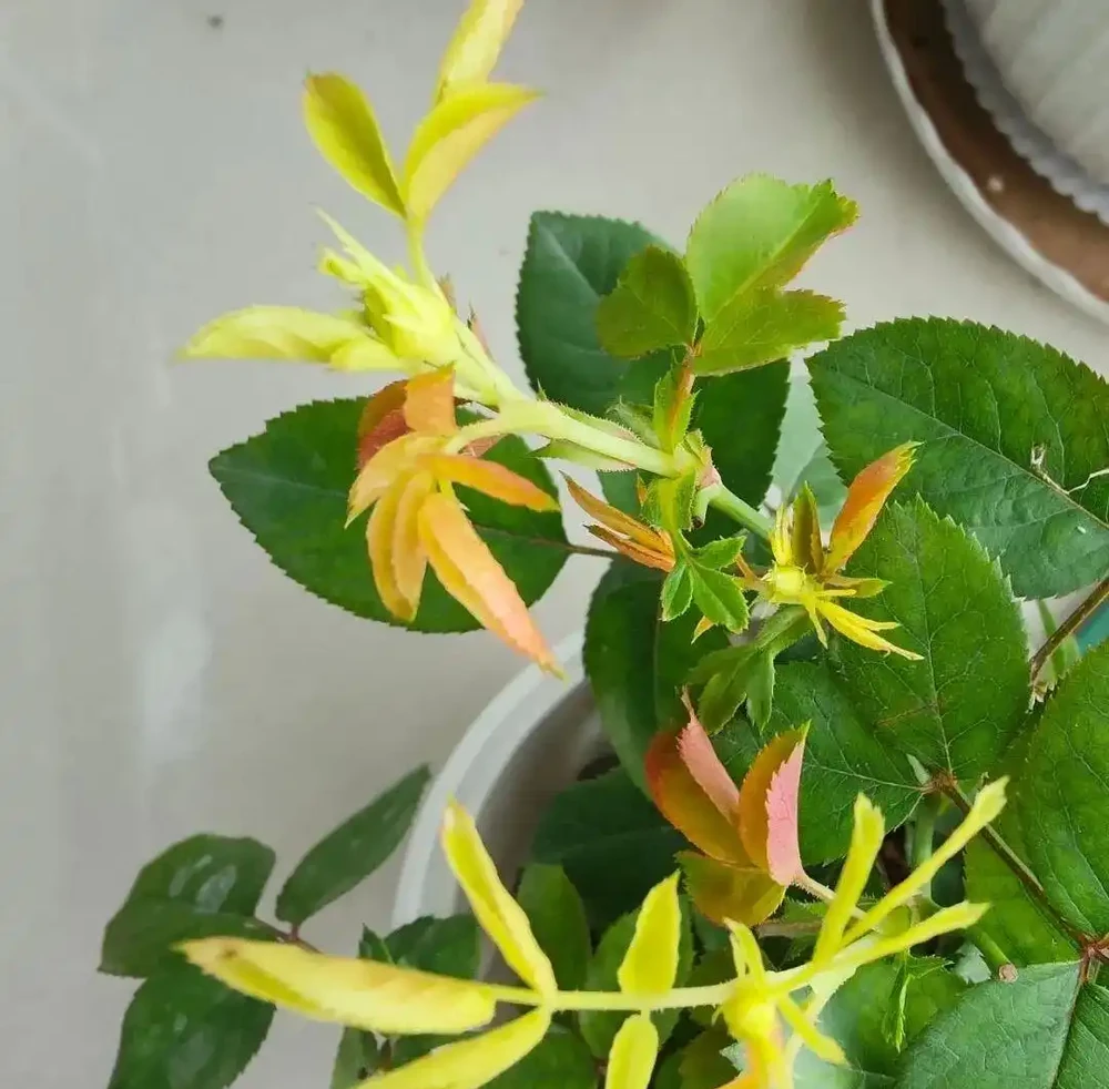 玫瑰花黃葉怎麼補救最快方法