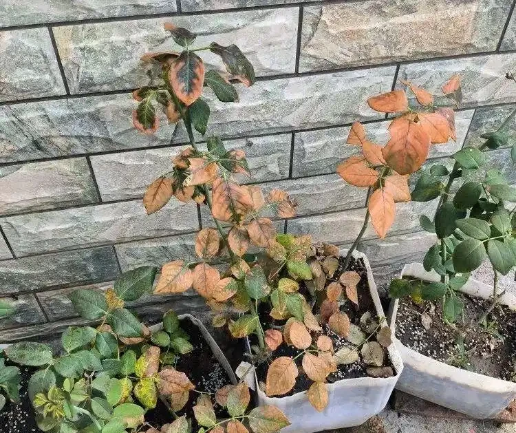 玫瑰花黃葉怎麼補救最快方法