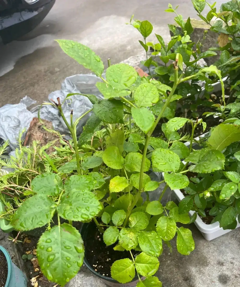玫瑰花黃葉怎麼補救最快方法