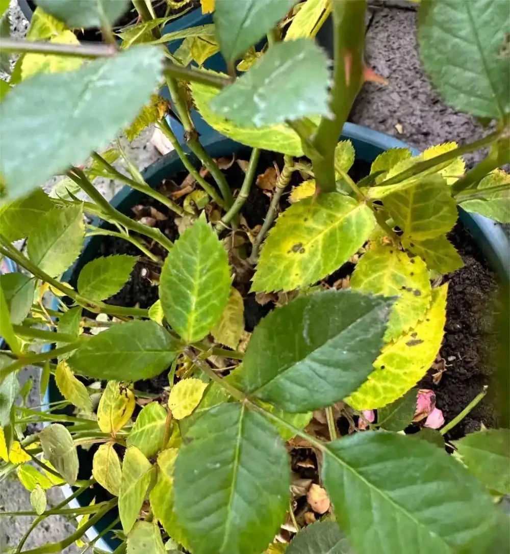玫瑰花黃葉怎麼補救最快方法