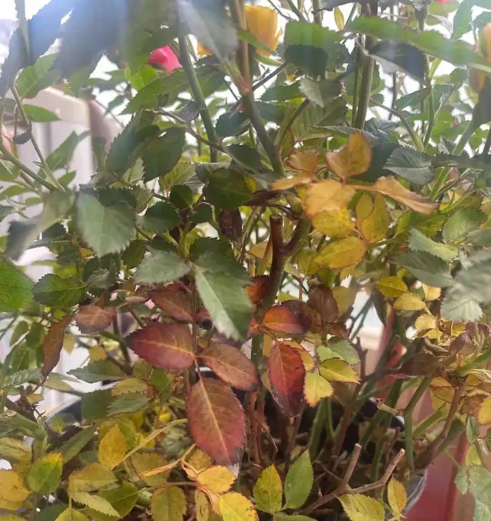玫瑰花黃葉怎麼補救最快方法