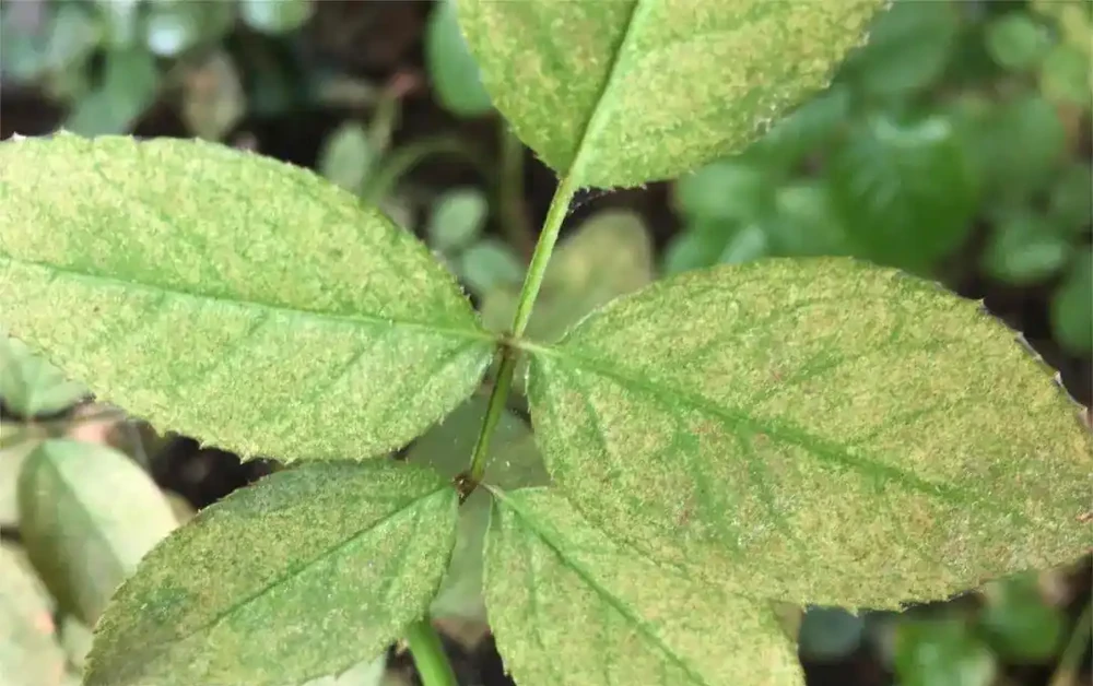 玫瑰花黃葉怎麼補救最快方法