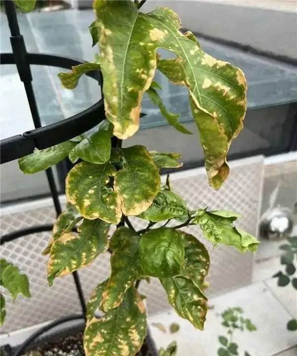 玫瑰花黃葉怎麼補救最快方法