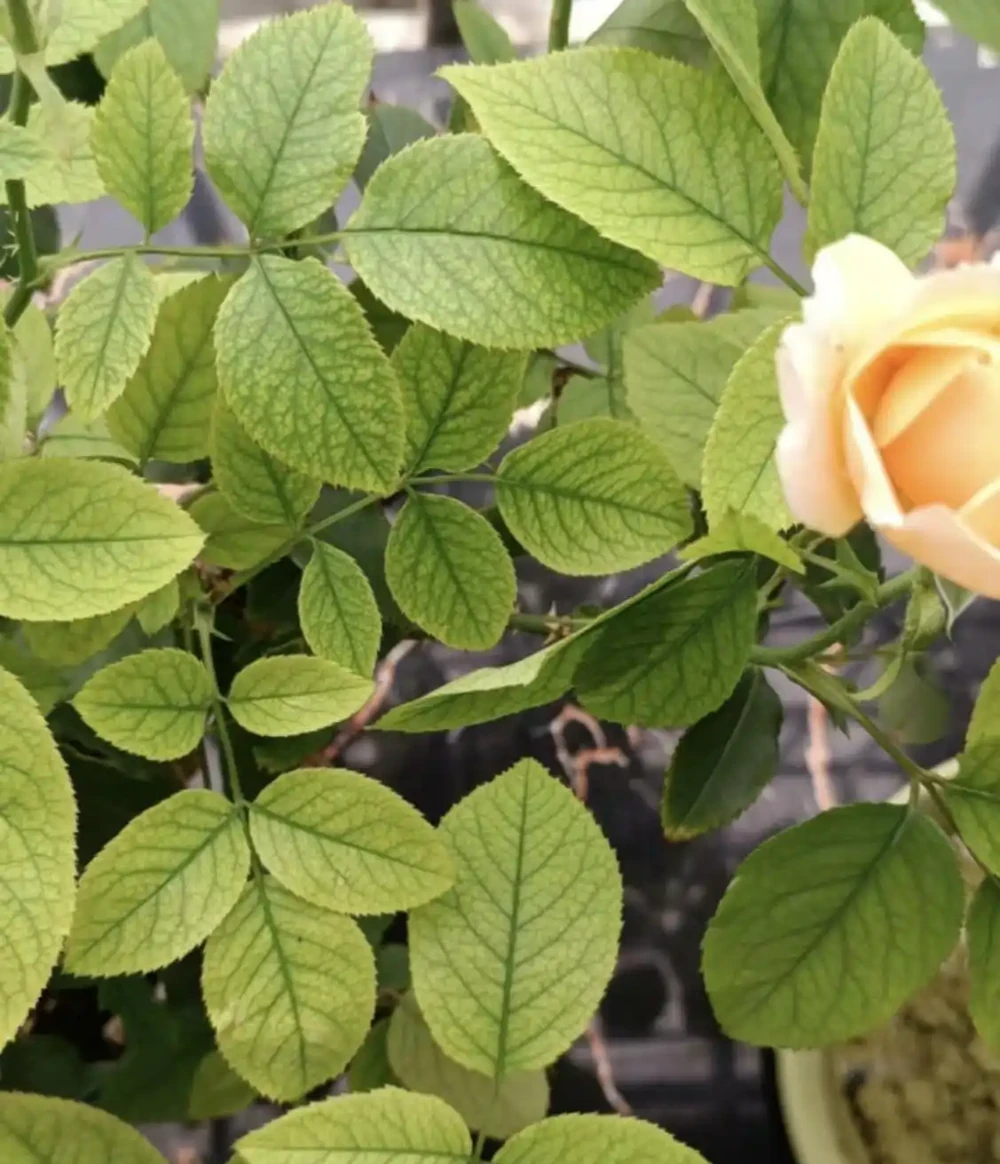 玫瑰花黃葉怎麼補救最快方法