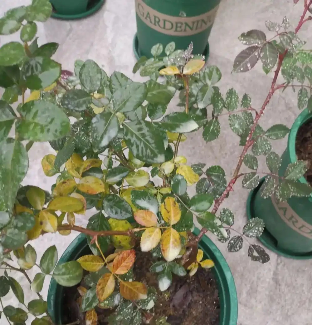 玫瑰花黃葉怎麼補救最快方法