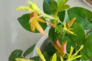 玫瑰花黃葉怎麼補救最快方法