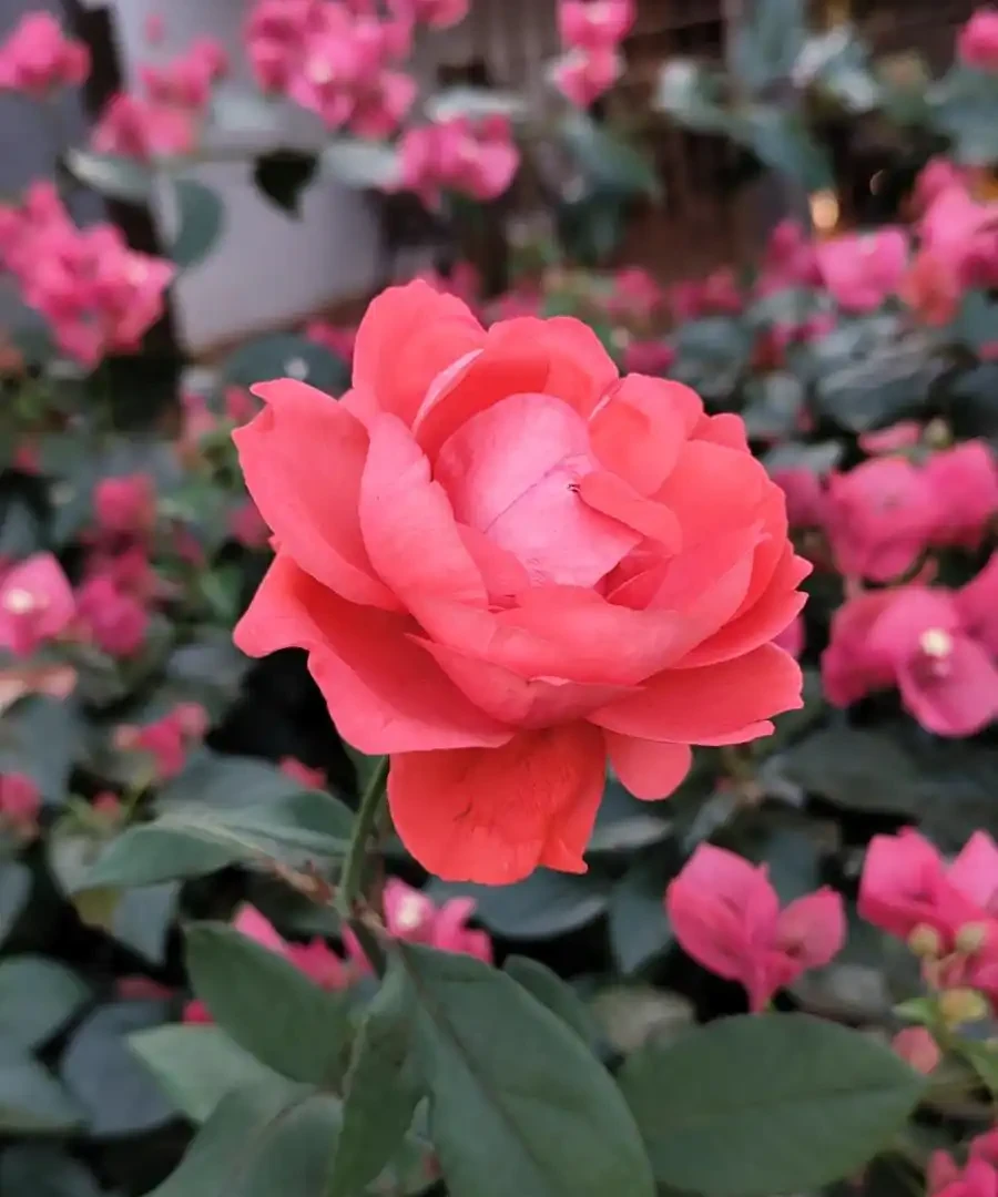 玫瑰花生蟲，用什麼藥殺蟲效果好？