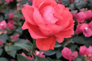 玫瑰花生蟲，用什麼藥殺蟲效果好？