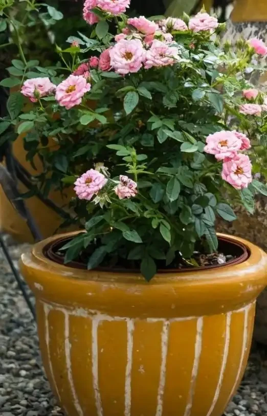 盆栽玫瑰花9大種植要點，細說每步流程，早日花開滿盆