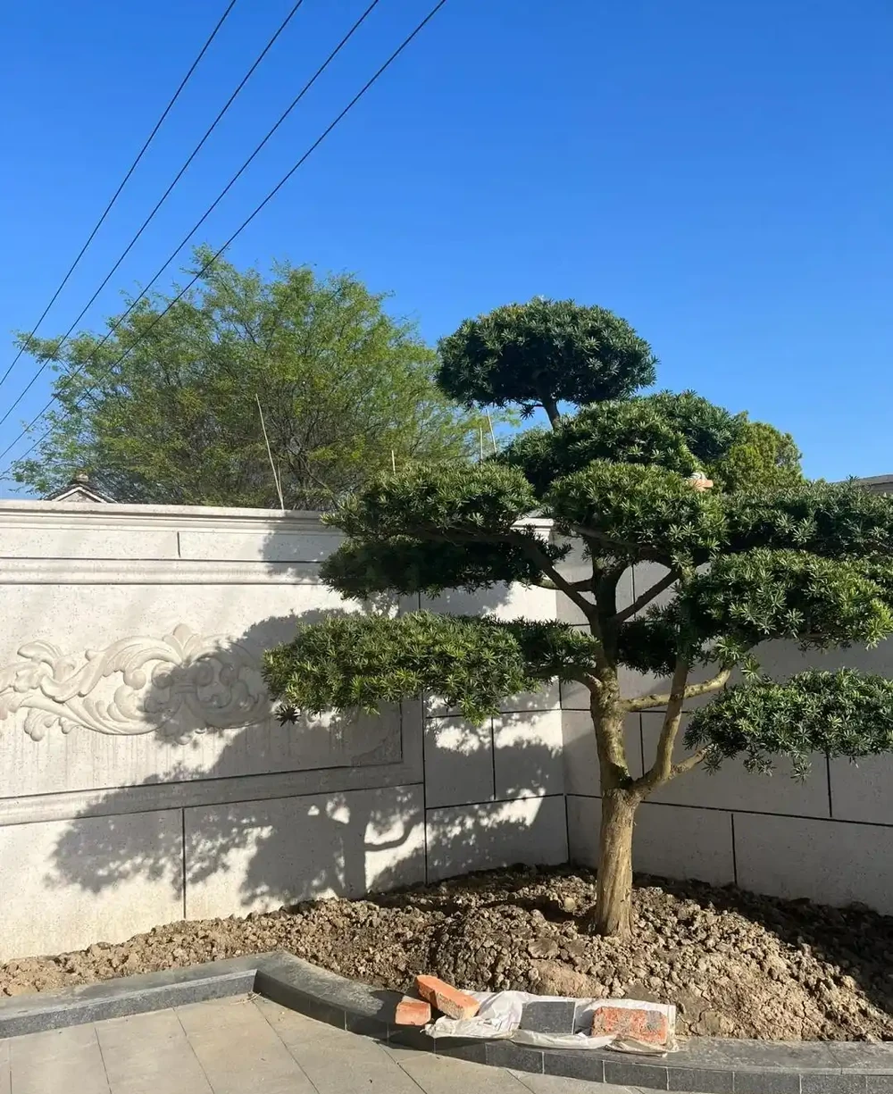 小院種什麼樹最吉利,還好看?
