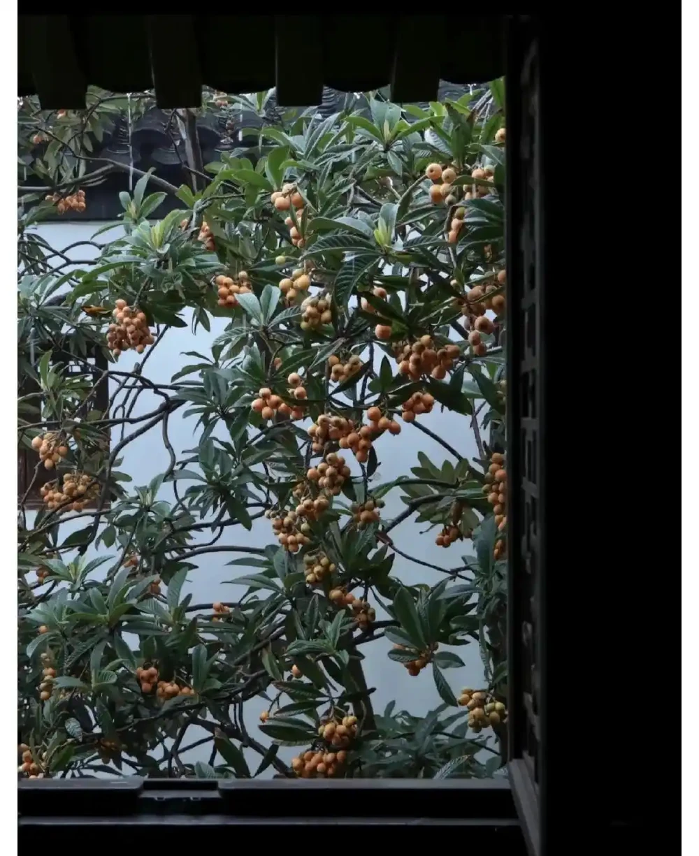 小院種什麼樹最吉利,還好看?