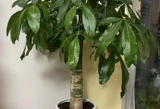 發財樹如何種植和澆水？