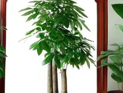 發財樹如何種植和澆水？