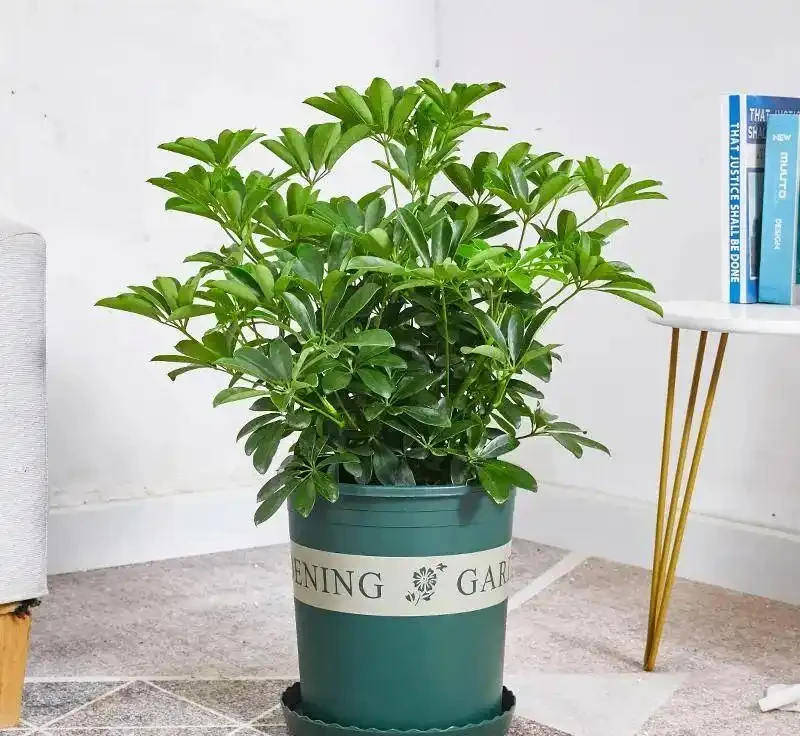 6種花是「吸毒王」，客廳養幾盆，廢氣毒氣吸光光，淨化空氣好強