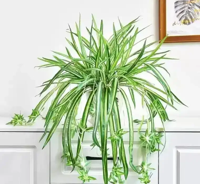 6種花是「吸毒王」，客廳養幾盆，廢氣毒氣吸光光，淨化空氣好強