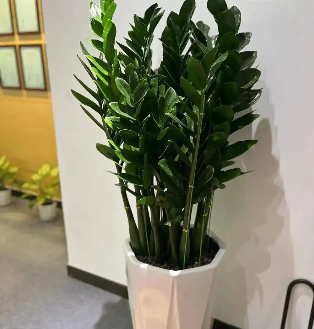 6種花是「吸毒王」，客廳養幾盆，廢氣毒氣吸光光，淨化空氣好強