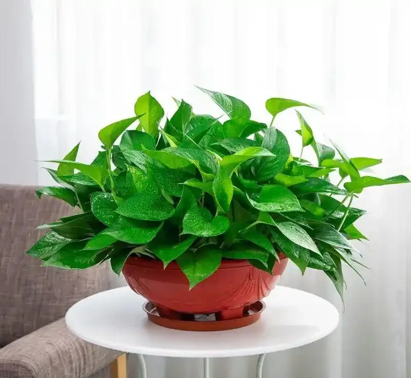 6種花是「吸毒王」，客廳養幾盆，廢氣毒氣吸光光，淨化空氣好強