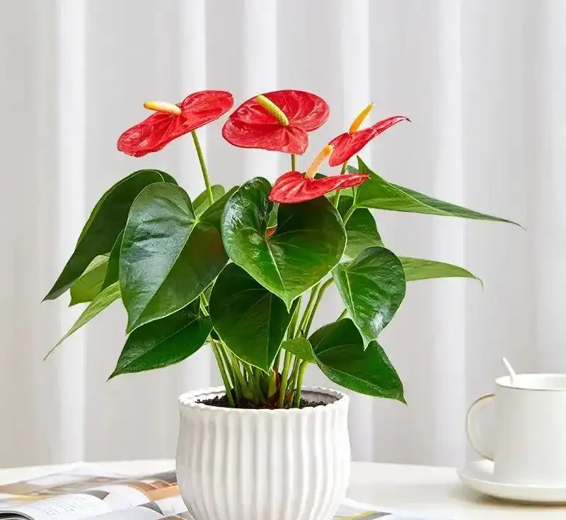 6種花是「吸毒王」，客廳養幾盆，廢氣毒氣吸光光，淨化空氣好強