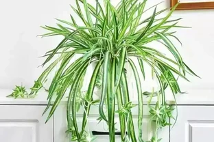 6種花是「吸毒王」，客廳養幾盆，廢氣毒氣吸光光，淨化空氣好強