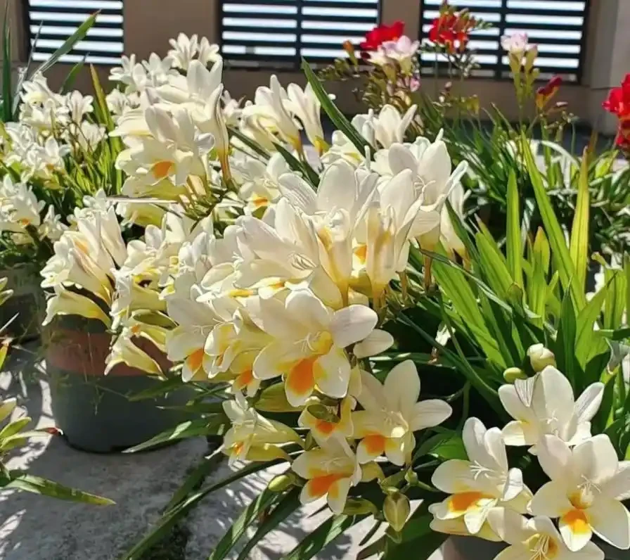 花香濃郁的10種花,香氣好聞勝過香水,太適合家裡養了