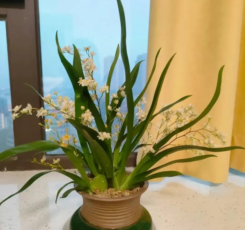 花香濃郁的10種花,香氣好聞勝過香水,太適合家裡養了