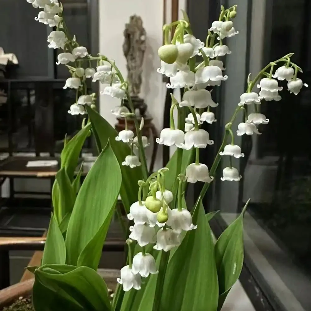花香濃郁的10種花,香氣好聞勝過香水,太適合家裡養了