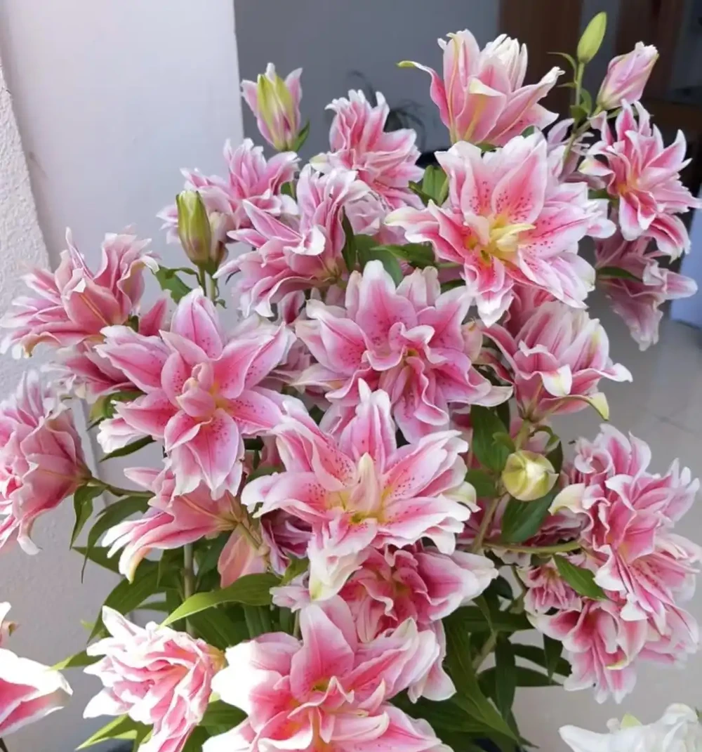 花香濃郁的10種花,香氣好聞勝過香水,太適合家裡養了