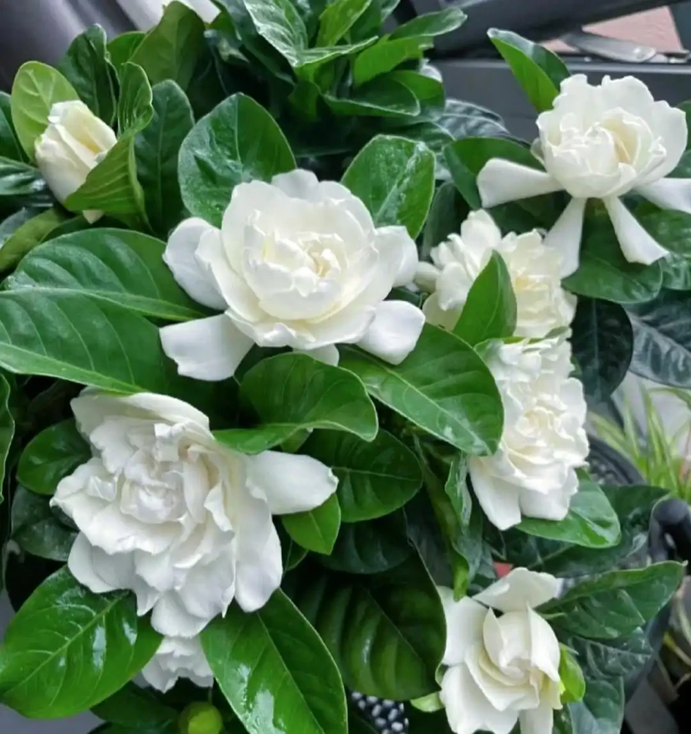 花香濃郁的10種花,香氣好聞勝過香水,太適合家裡養了
