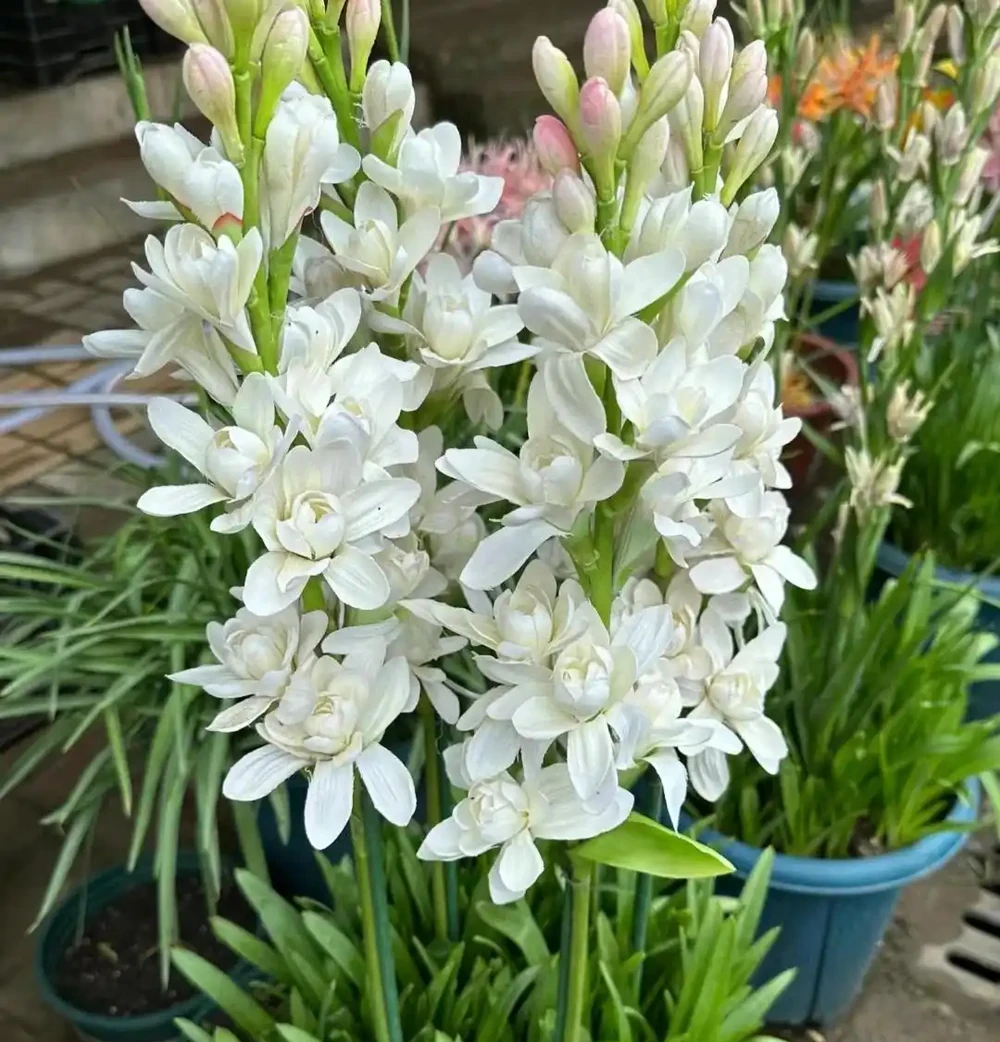 花香濃郁的10種花,香氣好聞勝過香水,太適合家裡養了
