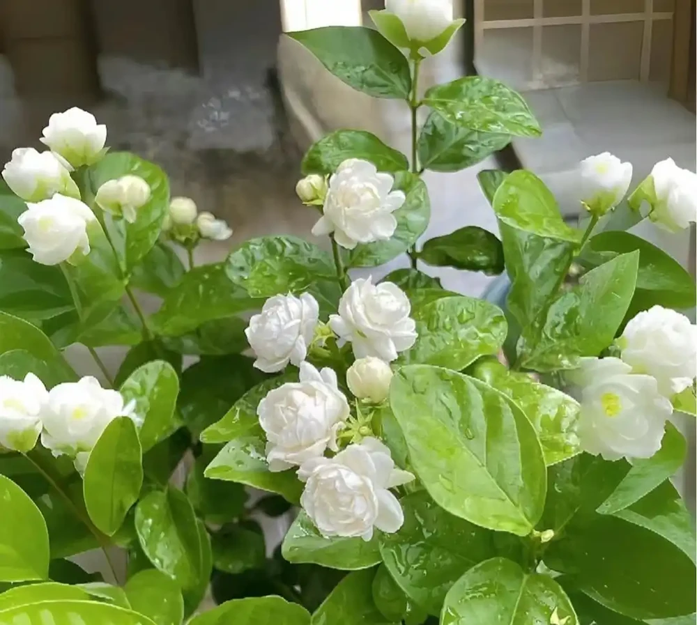花香濃郁的10種花,香氣好聞勝過香水,太適合家裡養了