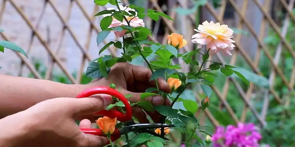 7月給玫瑰「剃個頭」,剃得越狠,復花越多!