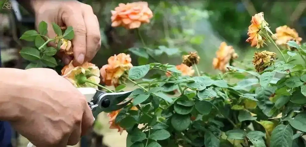 7月給玫瑰「剃個頭」,剃得越狠,復花越多!