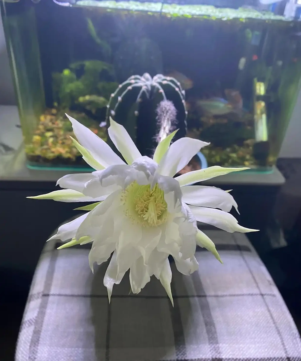 開完花的仙人掌球用施肥嗎?能換盆嗎?回答一下花友的這兩個問題
